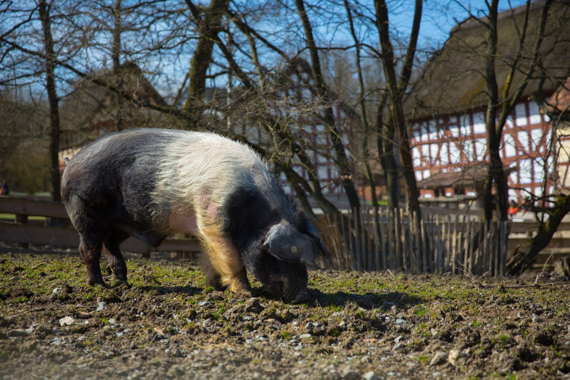 Deutsches Sattelschwein im Auslauf