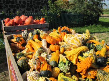 Kürbisse auf dem Herbstmarkt