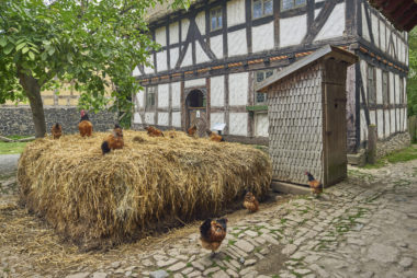 In der Hofanlage aus Niedergemünden tummeln sich die Vorwerkhühner auf dem großen Misthaufen.