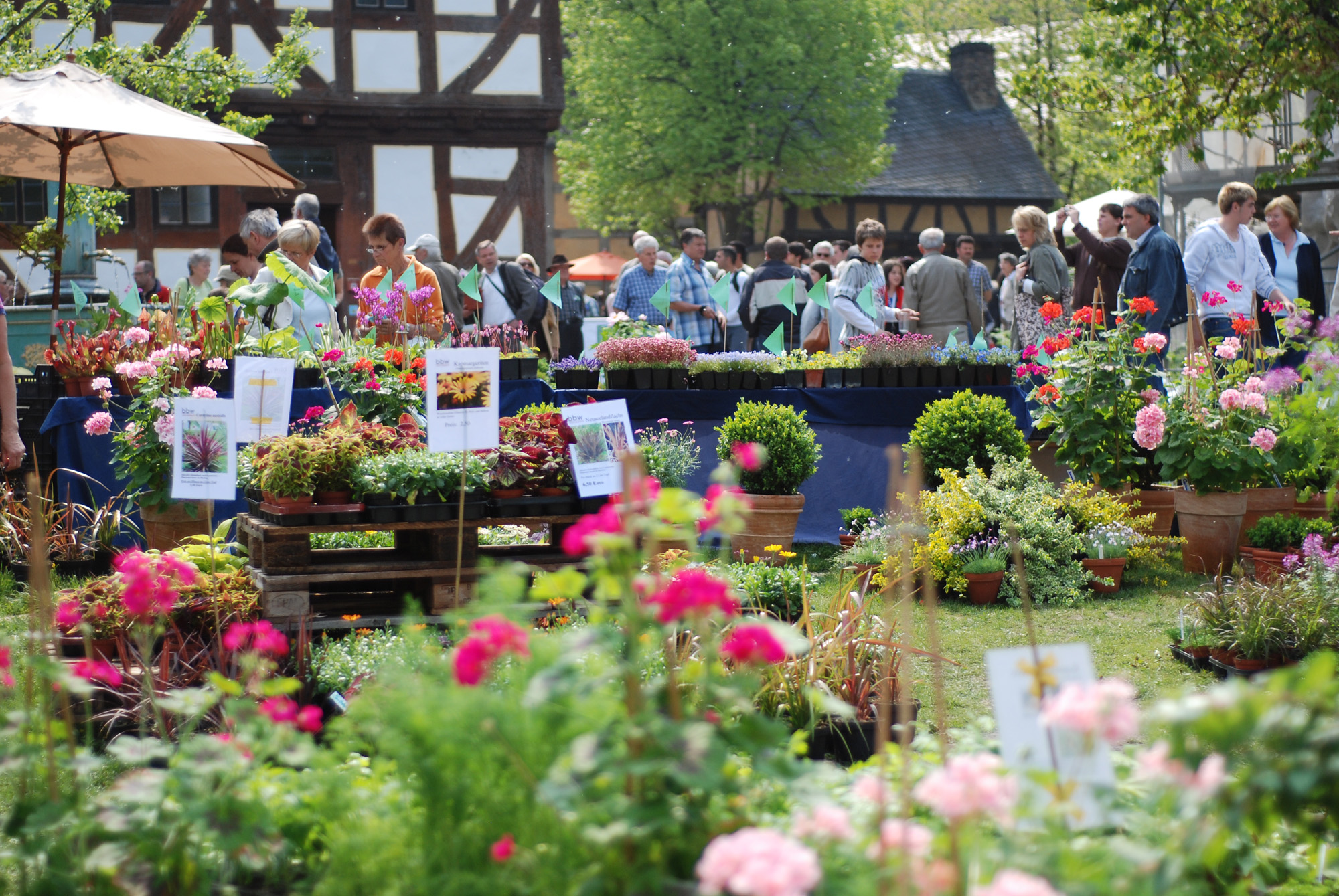 Pflanzenmarkt im Frühling